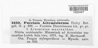 Puccinia artemisiarum image